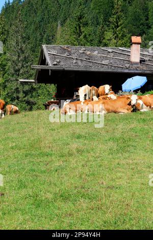 Alpage d'oxen Valepp près de Rottach Egern dans les montagnes de Mangfall, vaches de la race Fleckvieh sur le pâturage, haute-Bavière, Bavière, Allemagne Europe Banque D'Images