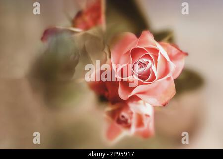 Petites roses. Gros plan Banque D'Images