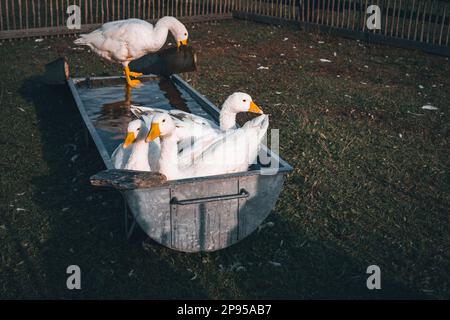 Oies dans une baignoire avec eau, Krün, Karwendel, Bavière, Allemagne, Europe Banque D'Images