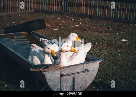 Oies dans une baignoire avec eau, Krün, Karwendel, Bavière, Allemagne, Europe Banque D'Images