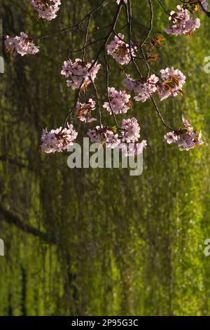 Schrevenpark, parc, cerisiers en fleurs, rose, mise au point en premier plan, personne Banque D'Images