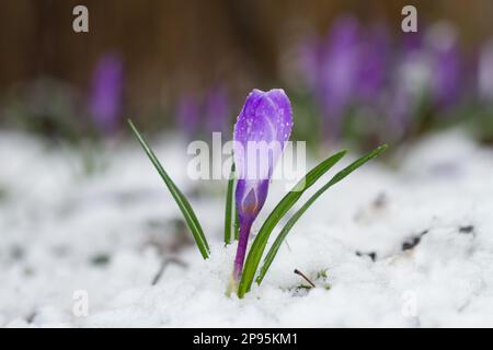 Changement de temps : un Crocus violet dans la neige Banque D'Images