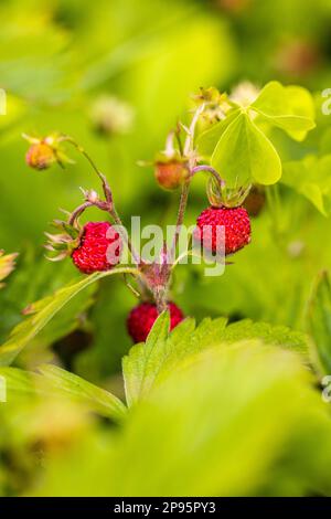 Fond naturel avec de grandes fraises sauvages mûres rouges Banque D'Images