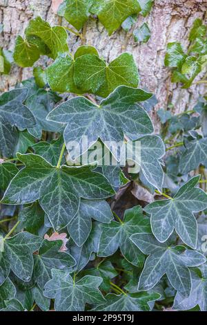 Ivy avec du givre Banque D'Images