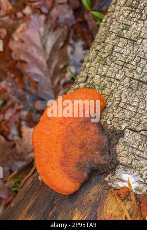 Eponge de Cinnabar du Nord (Pycnoporus cinnabarinus) ou mead rouge de Cinnabar Banque D'Images