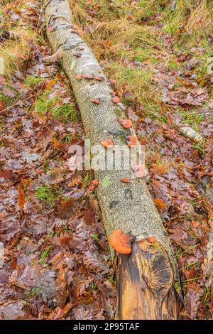 Eponge de Cinnabar du Nord (Pycnoporus cinnabarinus) ou mead rouge de Cinnabar Banque D'Images