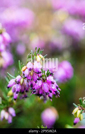 Bruyère d'hiver à fleurs, bruyère de neige (Erica carnea) Banque D'Images