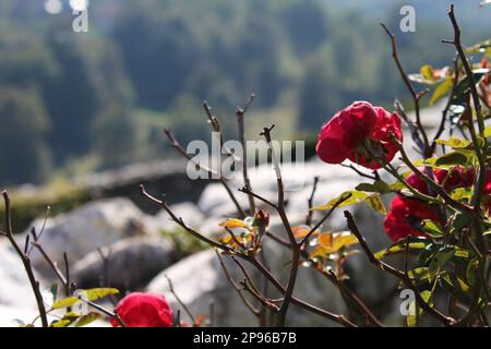 Fleurs rouges sur les branches du Bush devant un paysage flou Banque D'Images