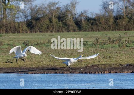 Le cygne de Bewick (Cygnus columbiana bewickii) qui s'exécute pour décoller les prairies glacées qui s'emmêle d'un marécage gelé, Gloucestershire, Royaume-Uni, décembre. Banque D'Images