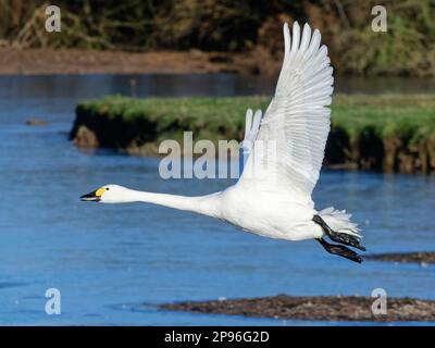 Le cygne de Bewick (Cygnus columbiana bewickii) survolant un marais gelé, Gloucestershire, Royaume-Uni, décembre. Banque D'Images