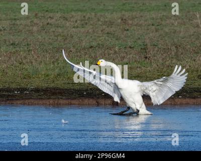 Le cygne de Bewick (Cygnus columbiana bewickii) glisse sur la glace après l'atterrissage sur un marais gelé, Gloucestershire, Royaume-Uni, décembre. Banque D'Images