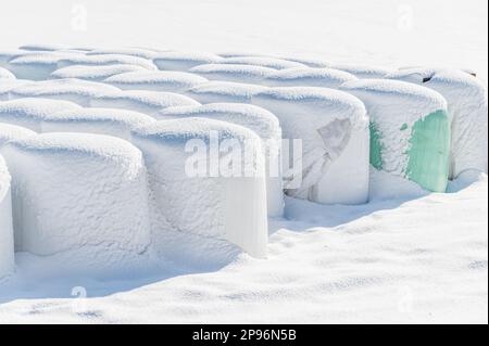 Une balle de foin recouverte de neige enveloppée de papier d'aluminium vert fournira de la nourriture aux animaux de ferme pendant l'hiver. Banque D'Images