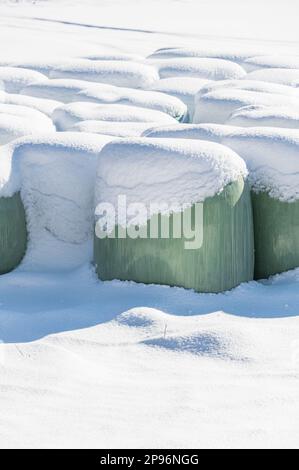 Une balle de foin recouverte de neige enveloppée de papier d'aluminium vert fournira de la nourriture aux animaux de ferme pendant l'hiver. Banque D'Images