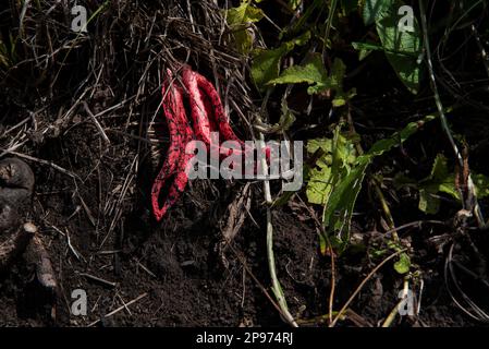Le champignon des doigts du diable se développe dans un sol riche en paillis au KwaZulu-Natal, en Afrique du Sud Banque D'Images