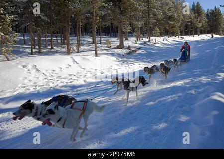 Pirena. Course de chiens de traîneau dans les Pyrénées en passant par l'Espagne, Andorre et la France. La Molina. Province de Gérone. La Catalogne. Espagne Banque D'Images