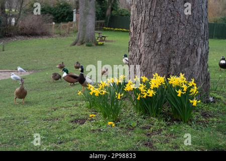 Datchet, Berkshire, Royaume-Uni. 10th mars 2023. Une touche de printemps quand les jonquilles commencent à fleurir. C'était un jour terne et froid aujourd'hui à Datchet. Crédit : Maureen McLean/Alay Live News Banque D'Images