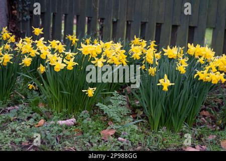 Datchet, Berkshire, Royaume-Uni. 10th mars 2023. Une touche de printemps quand les jonquilles commencent à fleurir. C'était un jour terne et froid aujourd'hui à Datchet. Crédit : Maureen McLean/Alay Live News Banque D'Images