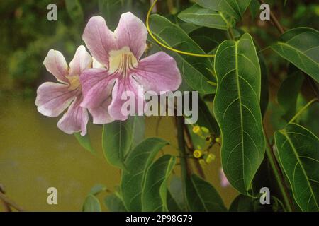 Cydista aequinoctialis (Bignoniaceae). Une liane dans la forêt tropicale humide sur les rives du rio Maiguari, estuaire de l'Amazone, para State, Brésil. Banque D'Images