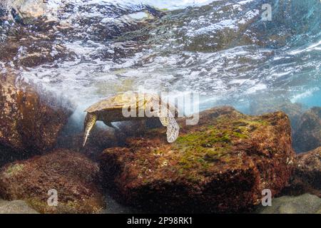 Avec sa coquille hors de l'eau dans les échalotes une tortue de mer verte, Chelonia mydas, une espèce en voie de disparition, se nourrit d'algues au large de l'ouest de Maui, Hawaï que moi Banque D'Images