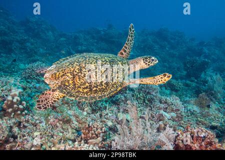 Un regard sur une tortue imbriquée en danger critique, Eretmochelys imbricata, Philippines, Océan Pacifique. Banque D'Images