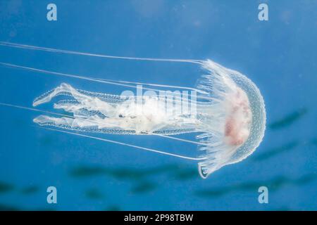 Des milliers de ces méduses, Pelagia noctiluca luminescents, rempli la colonne d'eau dans les Philippines. Banque D'Images