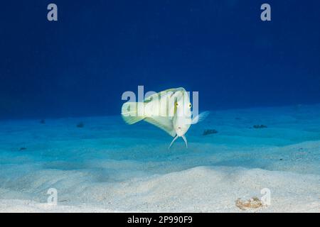 Le razorfish blanc, Xyrichtys aneitensis, plongera dans le fond sablonneux au premier signe de danger, Hawaï. Banque D'Images