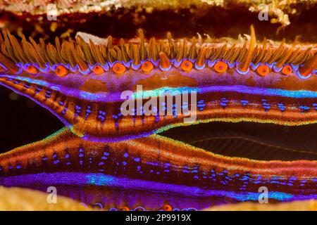 Le manteau de couleur vive et des rangées de minuscules yeux faire le corail-plate de pétoncle, de Pédum spondyloideum, facilement reconnue sur le récif. Cette mollusques Banque D'Images