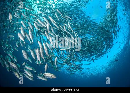 Les prises de thon obèse de scolarisation, Caranx sexfasciatus, au-dessus de l'épave de Tulamben Liberty, Bali, Indonésie. Banque D'Images