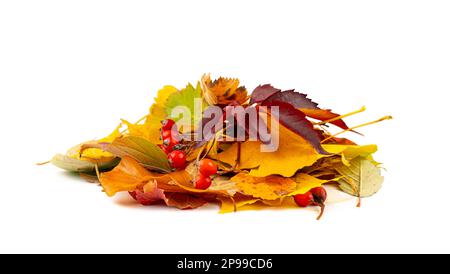 Pile de feuilles d'automne ensemble de feuilles d'arbre d'automne isolées et colorées, feuillage vert orange jaune, collection de feuilles d'automne sur fond blanc vue latérale Banque D'Images