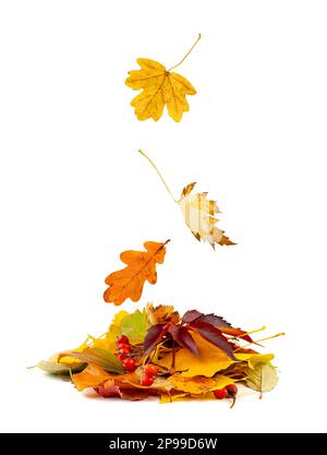 Feuille d'automne tombant à pile feuilles d'arbre d'automne isolées et colorées volantes, feuillage vert orange jaune, Collection de feuilles d'automne sur fond blanc VI Banque D'Images