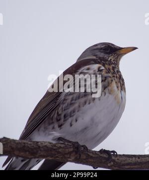 Gros plan d'oiseau perçant sur la branche contre le ciel Banque D'Images