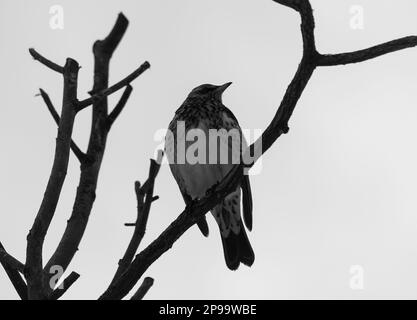 Vue à angle bas des oiseaux qui s'envolent sur la branche contre le ciel Banque D'Images