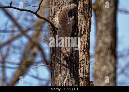 Écureuil adulte descendant lentement le tronc de l'arbre en regardant vers le haut et s'arrêtant par jour ensoleillé au début du printemps Banque D'Images