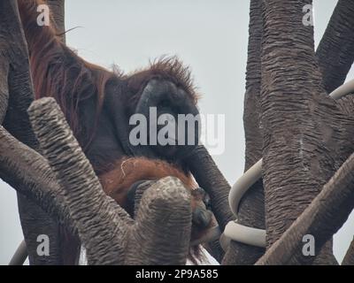 Grand Orangutan Bornean adulte accroché dans un arbre au zoo de Kansas City Banque D'Images