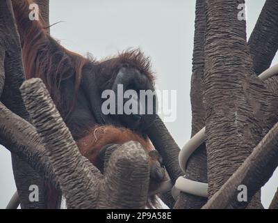 Grand Orangutan Bornean adulte accroché dans un arbre au zoo de Kansas City Banque D'Images