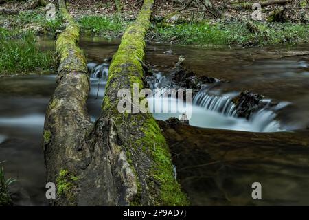 Un arbre tombé se trouve obscénement sur un ruisseau en aval des chutes Weavers Creek à Owen Sound, Ontario, Canada. Banque D'Images