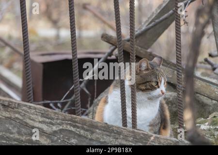 Chat domestique dans une cage. Mise au point sélective. Faible profondeur de champ. Banque D'Images