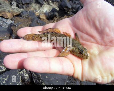 Gobiidae est une famille de poissons osseux dans l'ordre dans Gobiiformes, une des plus grandes familles de poissons comprenant plus de 2 000 espèces dans plus de 200 gener Banque D'Images