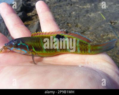 Wrasse ornée (Thalassoma pavo). Poisson pêché au large de la côte de l'Espagne. Banque D'Images