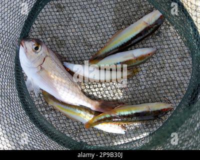 La pandora commune (Pagellus erythrinus et la wrasse arc-en-ciel méditerranéenne (Coris julis). Poisson pêché au large de la côte de Croatie dans un filet de poisson. Banque D'Images