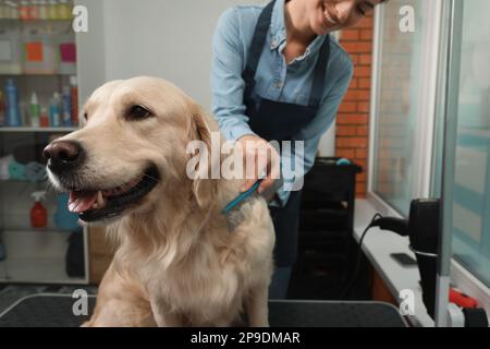 Tondeuse professionnelle brossant la fourrure du chien mignon dans le salon de beauté pour animaux de compagnie Banque D'Images