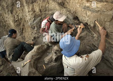 Un paléontologue travaille avec des villageois sur l'excavation d'os fossilisés d'une espèce d'éléphant éteinte scientifiquement identifiée comme Elephas hysudrindicatus, ou populairement appelé 'éléphant Blora', à Sunggun, Mendalem, Kradenan, Blora, Central Java, Indonésie. L'équipe de scientifiques de la recherche sur les vertébrés (Agence géologique, Ministère indonésien de l'énergie et des ressources minérales) dirigée par Iwan Kurniawan et Fachroel Aziz a découvert les os de l'espèce presque entièrement (environ 90 pour cent) qui leur permettrait plus tard de construire une reconstruction scientifique, qui est exposée à... Banque D'Images