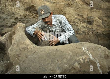 Le paléontologue Iwan Kurniawan travaille sur l'excavation des os fossilisés d'une espèce d'éléphant éteinte scientifiquement identifiée comme Elephas hysudrindicus, ou populairement appelé 'éléphant Blora', à Sunggun, Mendalem, Kradenan, Blora, Central Java, Indonésie. L'équipe de scientifiques de la recherche sur les vertébrés (Agence géologique, Ministère indonésien de l'énergie et des ressources minérales), dirigée par Kurniawan lui-même avec Fachroel Aziz, a découvert les os de l'espèce presque entièrement (environ 90 pour cent complets) qui leur permettraient plus tard de construire une reconstruction scientifique, qui est exposée à... Banque D'Images