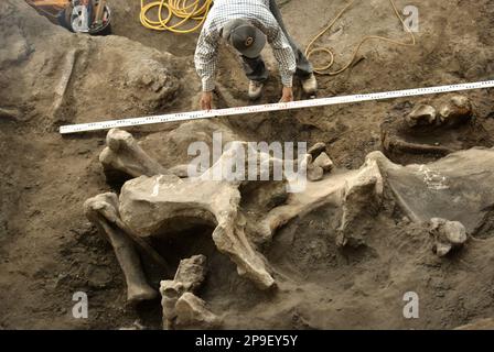 Le paléontologue Iwan Kurniawan travaille sur le site d'excavation des os fossilisés d'une espèce d'éléphant éteinte scientifiquement identifiée comme Elephas hysudrindicus, ou populairement appelé 'Blora Elephant', à Sunggun, Mendalem, Kradenan, Blora, Central Java, Indonésie. L'équipe de scientifiques de la recherche sur les vertébrés (Agence géologique, Ministère indonésien de l'énergie et des ressources minérales), dirigée par Kurniawan lui-même avec Fachroel Aziz, a découvert les os de l'espèce presque entièrement (environ 90 pour cent complets) qui leur permettraient plus tard de construire une reconstruction scientifique, qui est exposée à... Banque D'Images