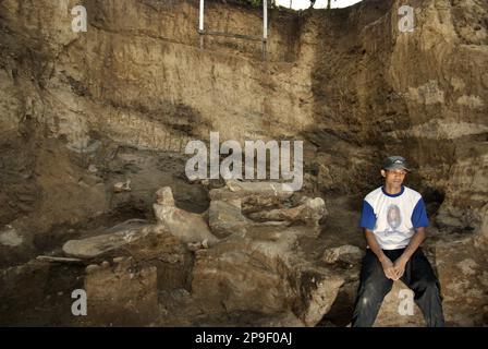 Un villageois est photographié sur le site d'excavation des os fossilisés d'une espèce d'éléphant éteinte scientifiquement identifiée comme Elephas hysudrindicatus, ou populairement appelé 'Blora Elephant', à Sunggun, Mendalem, Kradenan, Blora, Central Java, Indonésie. Suite à une découverte par un villageois, une équipe de scientifiques de la recherche sur les vertébrés (Agence géologique, Ministère indonésien de l'énergie et des ressources minérales) dirigée par Iwan Kurniawan et Fachroel Aziz a effectué une excavation et découvert presque entièrement les os de l'espèce (environ 90 pour cent complets) cela leur permettrait plus tard de construire... Banque D'Images