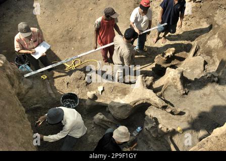 Paléontologues et villageois travaillent sur le site d'excavation des os fossilisés d'une espèce d'éléphant éteinte scientifiquement identifiée comme Elephas hysudrindicatus, ou populairement appelé 'éléphant Blora', à Sunggun, Mendalem, Kradenan, Blora, Central Java, Indonésie. L'équipe de scientifiques de la recherche sur les vertébrés (Agence géologique, Ministère indonésien de l'énergie et des ressources minérales), dirigée par les paléontologues Iwan Kurniawan et Fachroel Aziz, a découvert les os de l'espèce presque entièrement (environ 90 pour cent) qui leur permettrait plus tard de construire une reconstruction scientifique, qui est... Banque D'Images