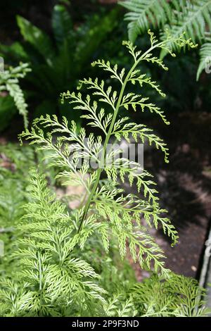 POULE ET FOUGÈRE DE POULET (ASPLENIUM BULBIFERUM) ÉGALEMENT CONNUE SOUS LE NOM DE MÈRE SPLEENWORT. Banque D'Images