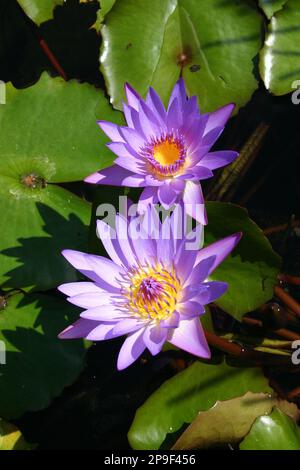 LILIES TROPICALES MAUVE ET PLATS DE LILIES FLOTTANTS SERRÉS (NYMPHAEACEAE), JARDINS BOTANIQUES ROYALES, SYDNEY, NOUVEAU-GALLES DU SUD, AUSTRALIE. Banque D'Images