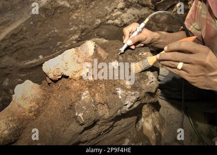 Le paléontologue Iwan Kurniawan travaille sur l'excavation des os fossilisés d'une espèce d'éléphant éteinte scientifiquement identifiée comme Elephas hysudrindicus, ou populairement appelé 'éléphant Blora', à Sunggun, Mendalem, Kradenan, Blora, Central Java, Indonésie. L'équipe de scientifiques de la recherche sur les vertébrés (Agence géologique, Ministère indonésien de l'énergie et des ressources minérales), dirigée par Kurniawan lui-même avec Fachroel Aziz, a découvert les os de l'espèce presque entièrement (environ 90 pour cent complets) qui leur permettraient plus tard de construire une reconstruction scientifique, qui est exposée à... Banque D'Images