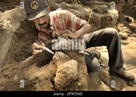 Le paléontologue Iwan Kurniawan travaille sur l'excavation des os fossilisés d'une espèce d'éléphant éteinte scientifiquement identifiée comme Elephas hysudrindicus, ou populairement appelé 'éléphant Blora', à Sunggun, Mendalem, Kradenan, Blora, Central Java, Indonésie. L'équipe de scientifiques de la recherche sur les vertébrés (Agence géologique, Ministère indonésien de l'énergie et des ressources minérales), dirigée par Kurniawan lui-même avec Fachroel Aziz, a découvert les os de l'espèce presque entièrement (environ 90 pour cent complets) qui leur permettraient plus tard de construire une reconstruction scientifique, qui est exposée à... Banque D'Images